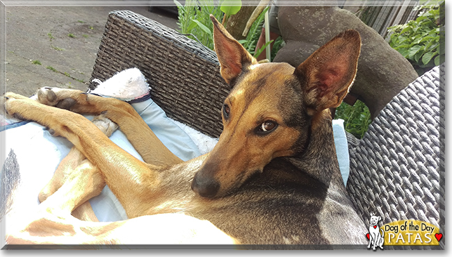 Patas the Podenco mix, the Dog of the Day