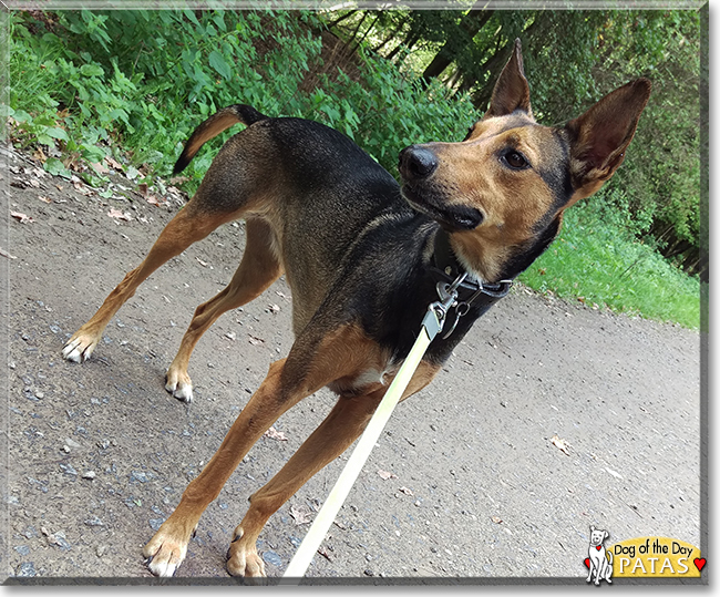 Patas the Podenco mix, the Dog of the Day