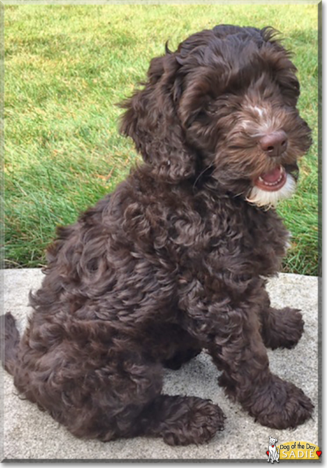 Sadie the Miniature Labradoodle, the Dog of the Day