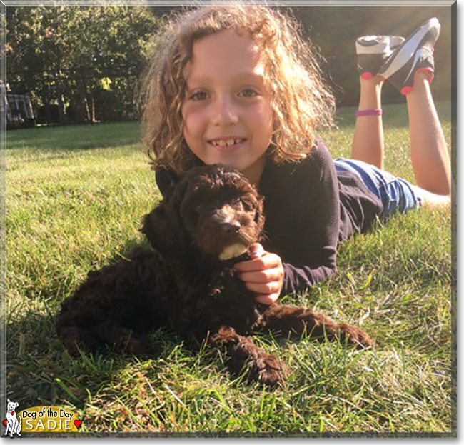 Sadie the Miniature Labradoodle, the Dog of the Day