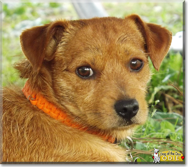 Odie the Terrier/Dachshund Mix, the Dog of the Day