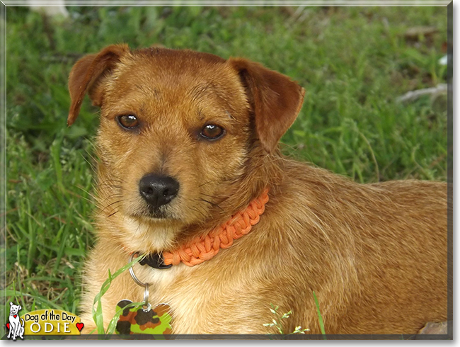 Odie the Terrier/Dachshund Mix, the Dog of the Day