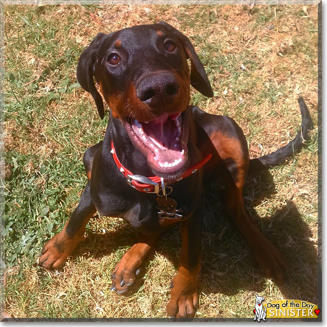 Sinister the Doberman Pinscher, the Dog of the Day