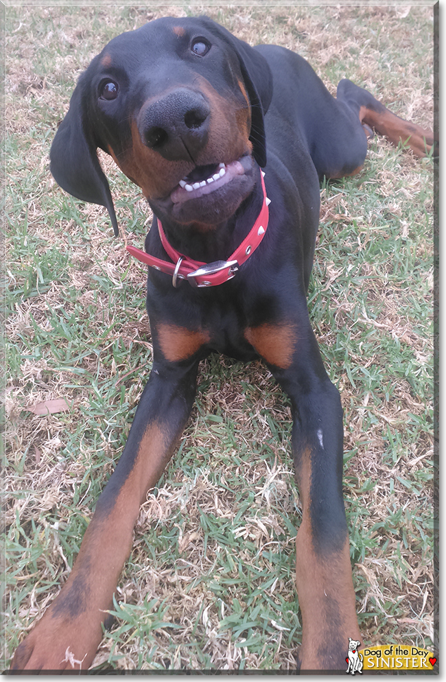 Sinister the Doberman Pinscher, the Dog of the Day