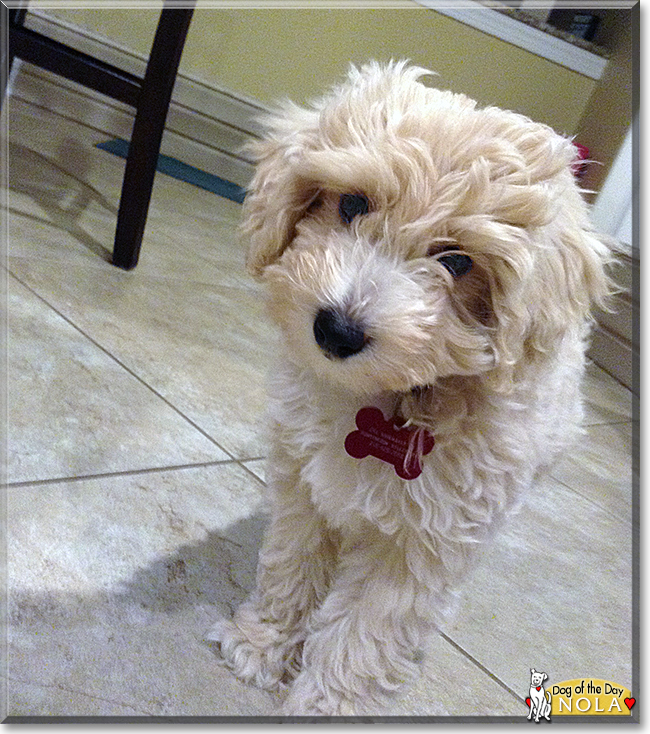 Nola the Bichon, Poodle mix, the Dog of the Day
