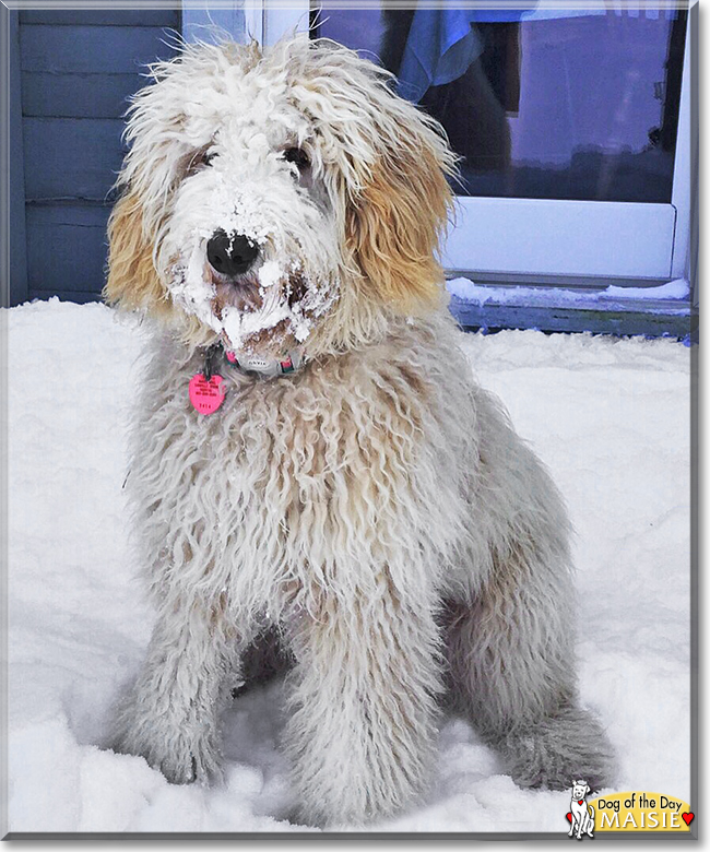 Maisie the Golden Retriever/Poodle mix, the Dog of the Day
