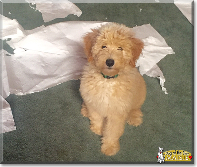 Maisie the Golden Retriever/Poodle mix, the Dog of the Day