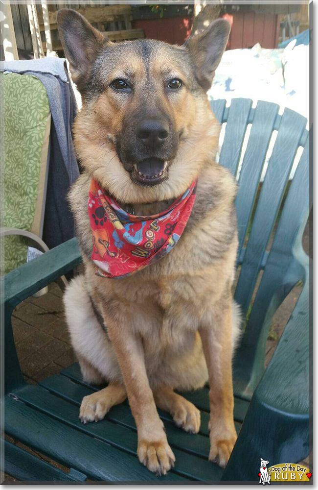 Ruby the German Shepherd, Husky mix, the Dog of the Day