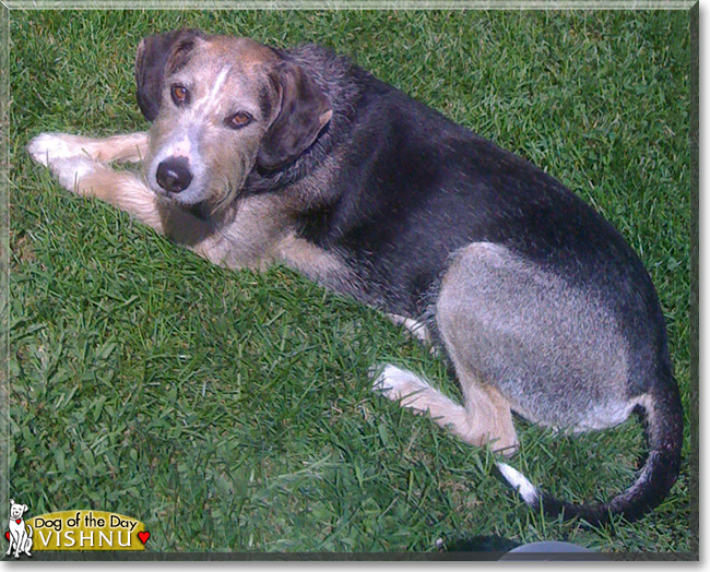 Vishnu the Beagle/Terrier mix, the Dog of the Day