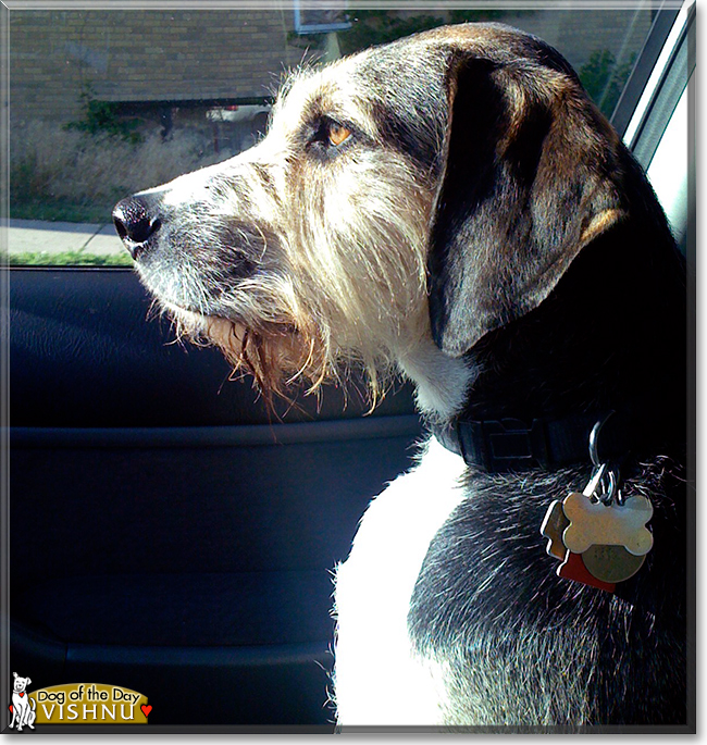 Vishnu the Beagle/Terrier mix, the Dog of the Day