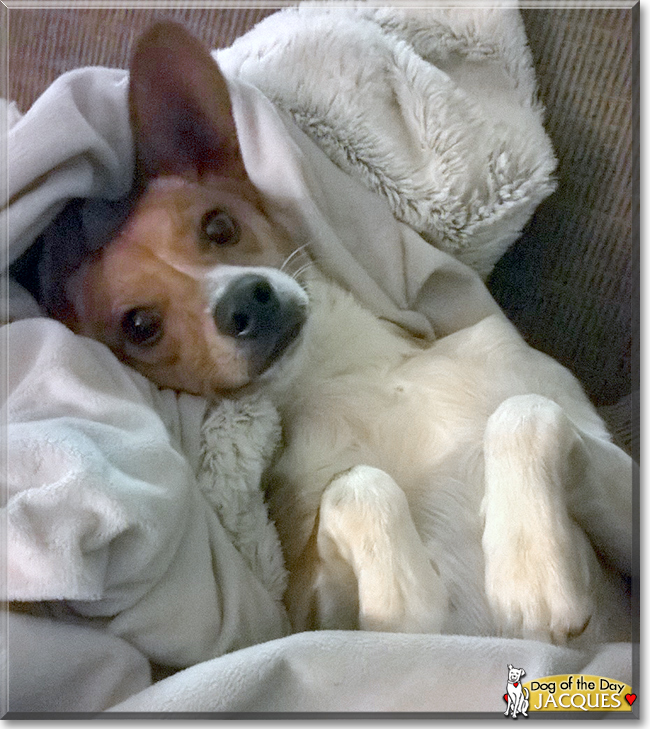 Jacques Merlot the Chihuahua/Papillion, the Dog of the Day