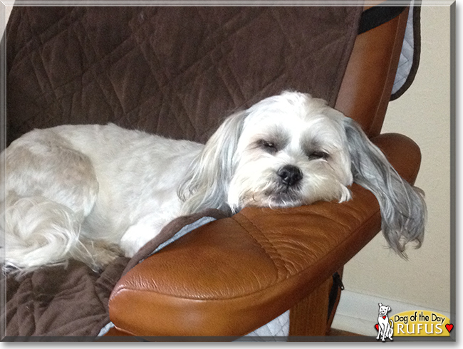 Rufus the Shih-Tzu/Coton de Tuléar, the Dog of the Day