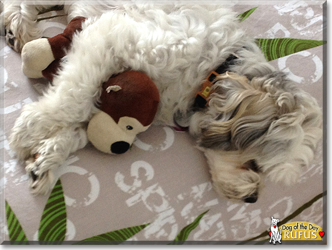 Rufus the Shih-Tzu/Coton de Tuléar, the Dog of the Day