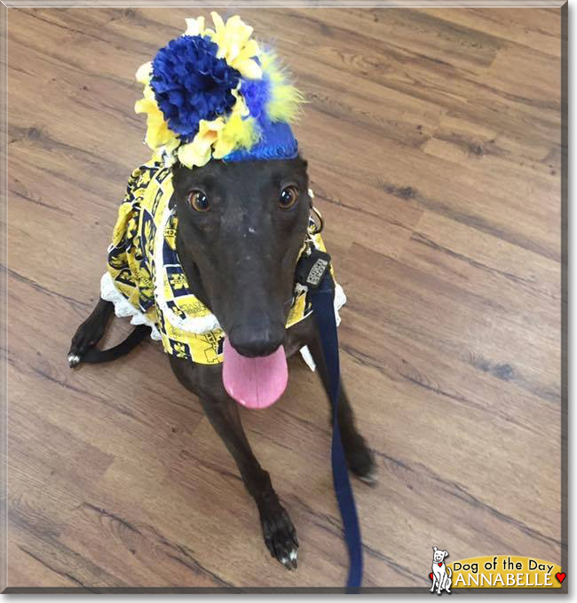 Annabelle the Greyhound, the Dog of the Day
