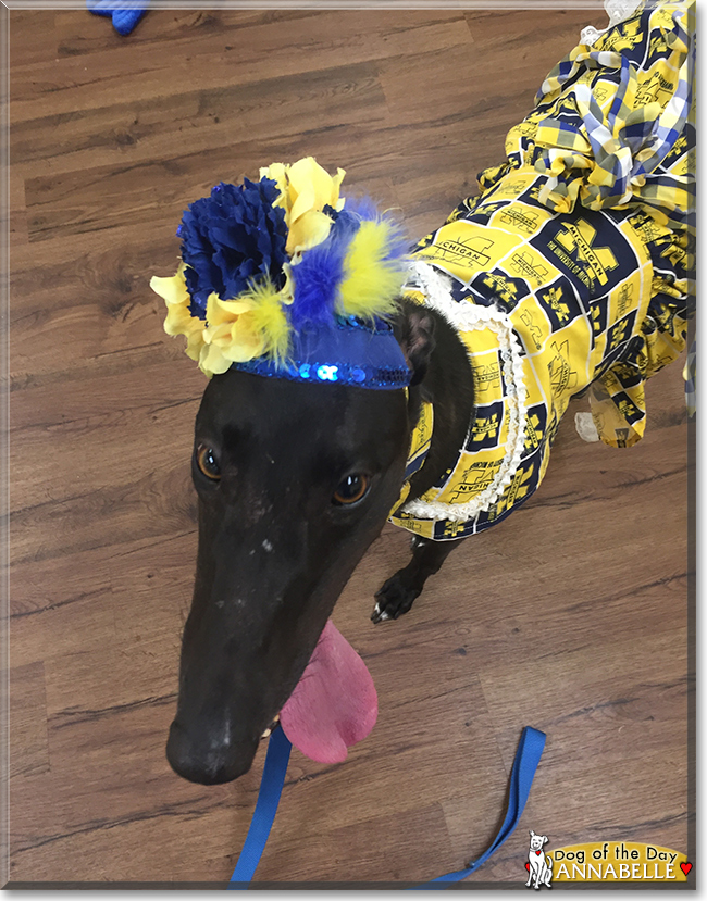 Annabelle the Greyhound, the Dog of the Day
