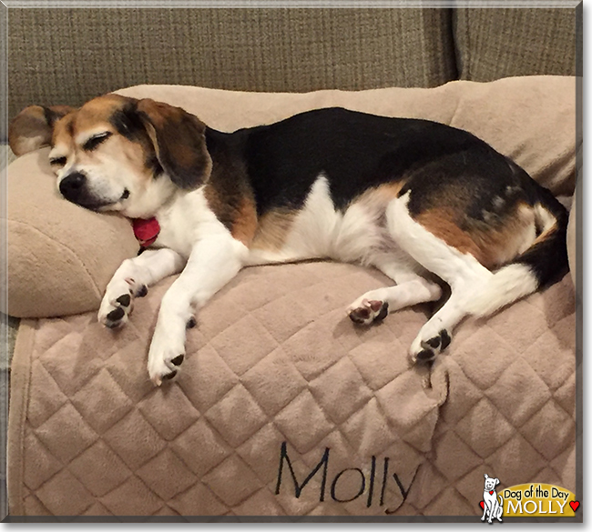 Molly the Beagle, the Dog of the Day