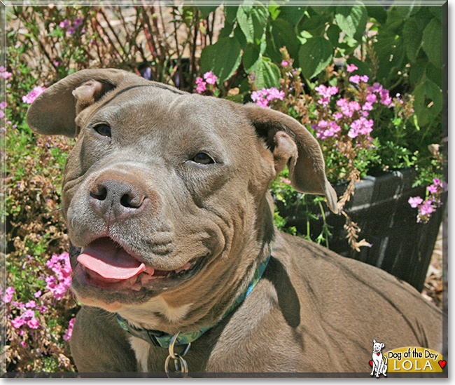 Lola the Pit bull Terrier, the Dog of the Day