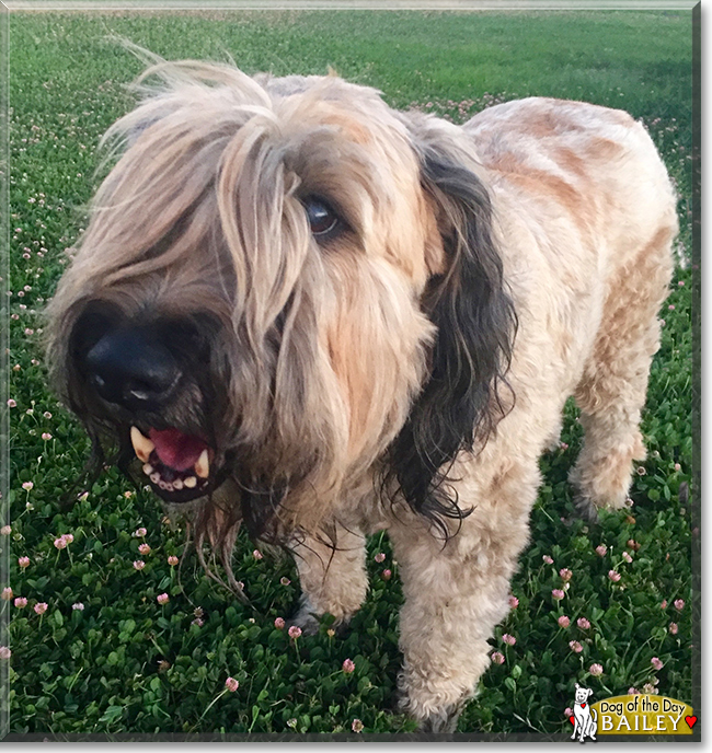 Bailey the Soft-Coated Wheaten Terrier, the Dog of the Day