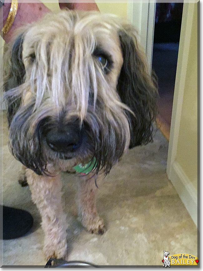 Bailey the Soft-Coated Wheaten Terrier, the Dog of the Day