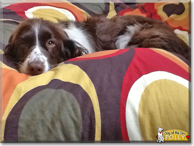 Polly the English Springer Spaniel, the Dog of the Day