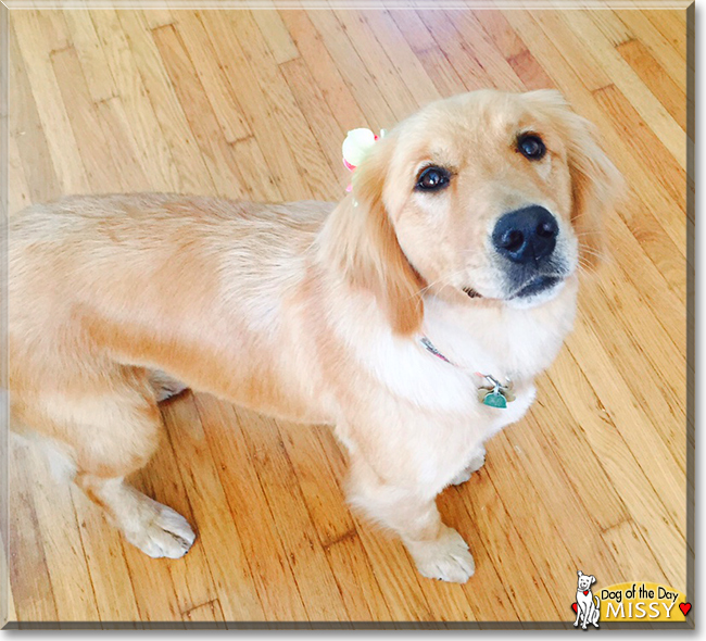 Missy the Golden Retriever, the Dog of the Day