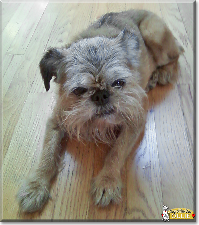 Ollie the Brussels Griffon, the Dog of the Day