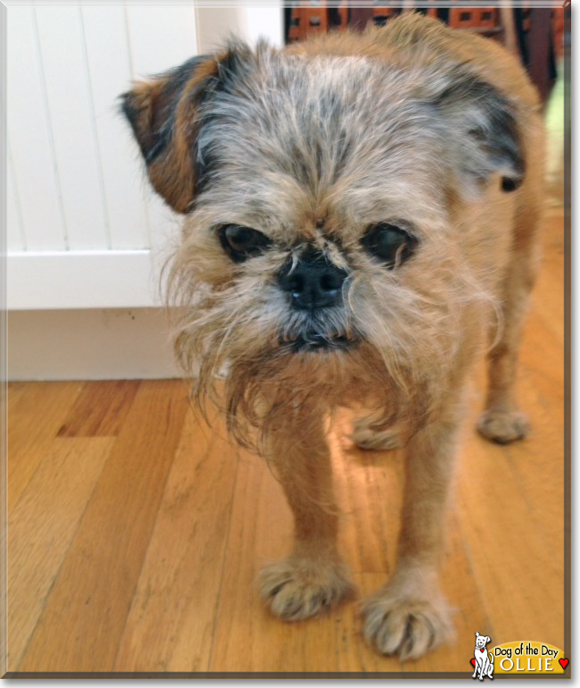 Ollie the Brussels Griffon, the Dog of the Day