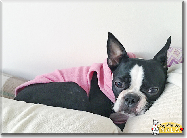 Nala the Boston Terrier, the Dog of the Day