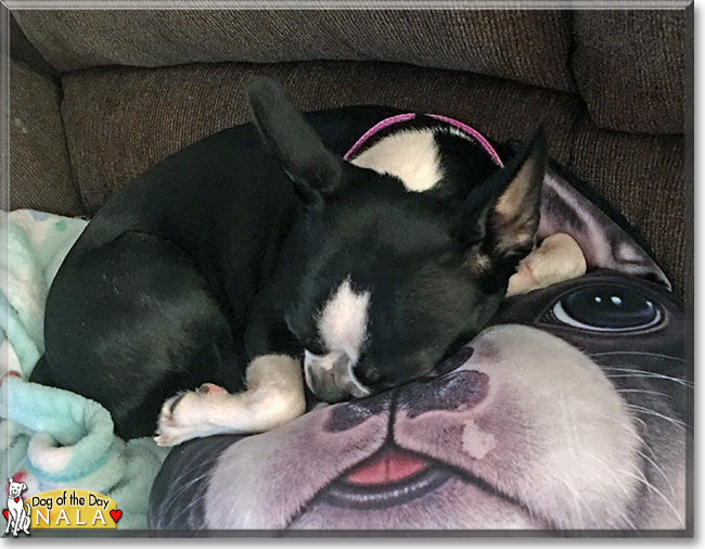 Nala the Boston Terrier, the Dog of the Day