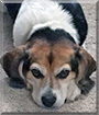 Molly the Beagle