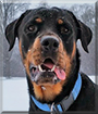 Otto the Rottweiler