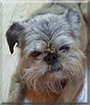 Ollie the Brussels Griffon