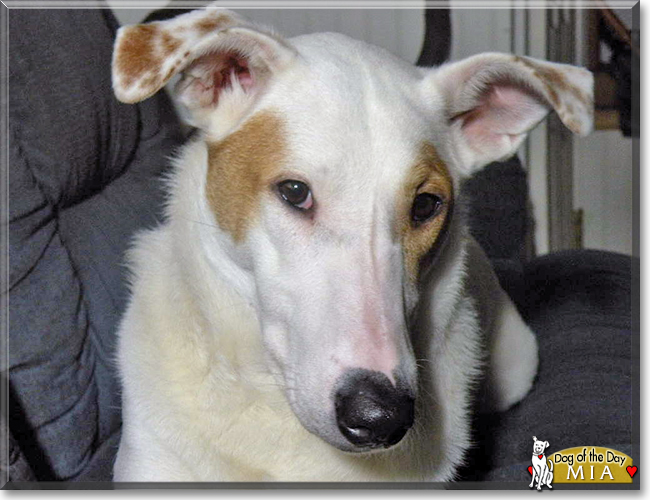 Mia the Greyhound mix, the Dog of the Day