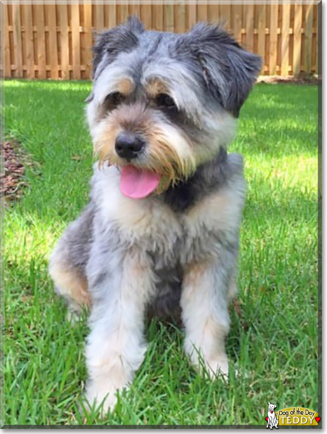 Teddy the Terrier/Shih Tzu/Pomeranian mix, the Dog of the Day
