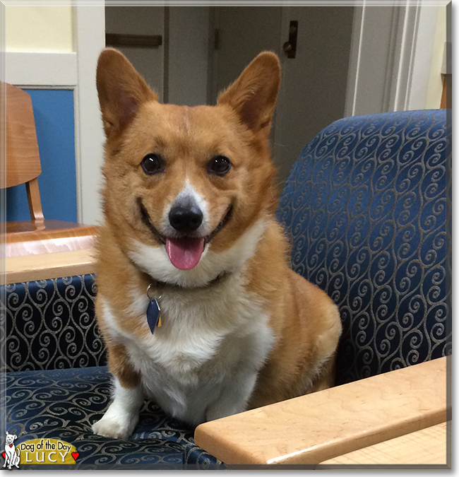 Lucy the Pembroke Welsh Corgi, the Dog of the Day