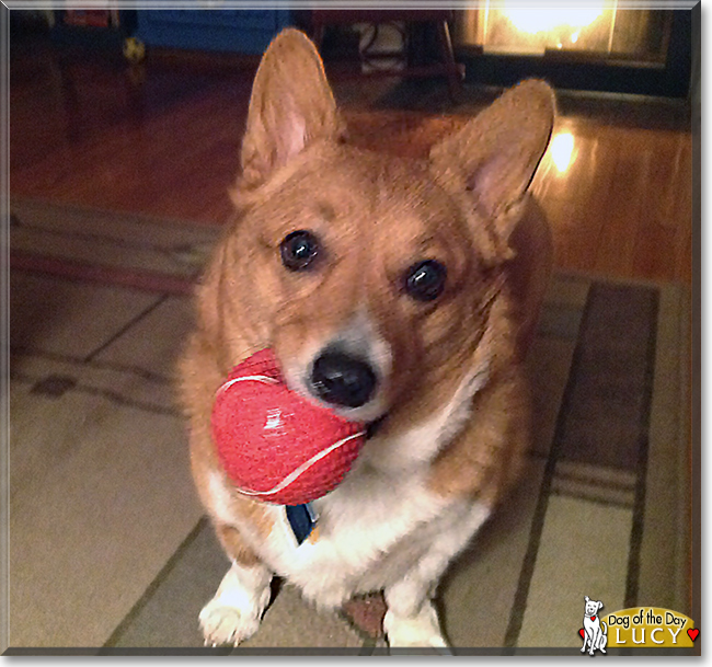Lucy the Pembroke Welsh Corgi, the Dog of the Day