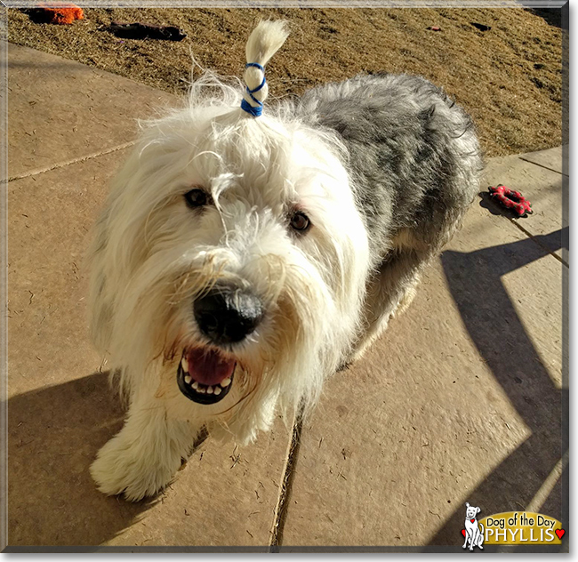 Phyllis the Old English Sheepdog, the Dog of the Day