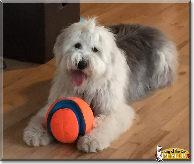 Phyllis the Old English Sheepdog, the Dog of the Day