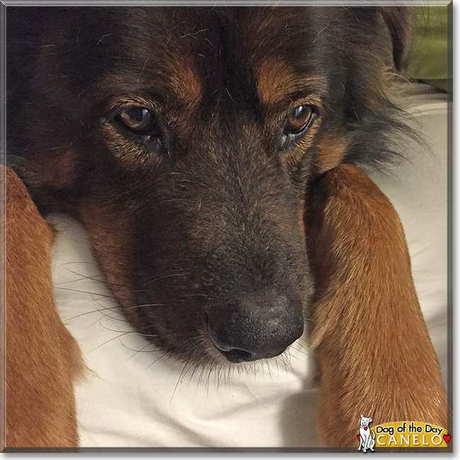 Don Canelo the Shepherd, Chow, Collie mix, the Dog of the Day
