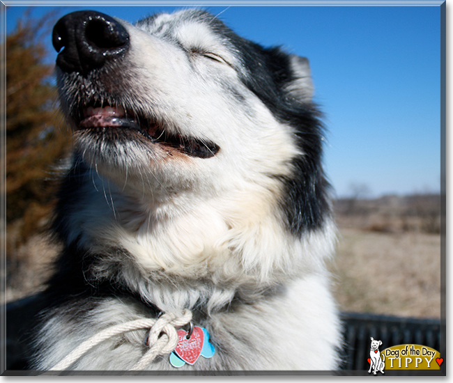 Tippy the Husky/Collie, the Dog of the Day