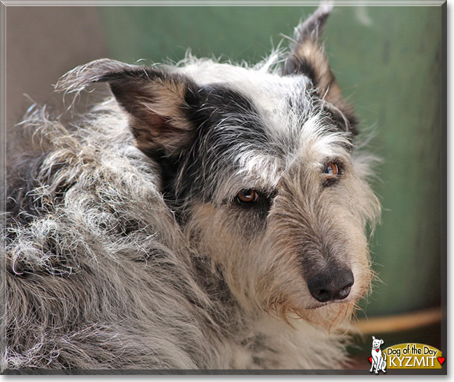 Kyzmit the Australian Cattle Dog, Borzoi, Scottish Terrier, the Dog of the Day