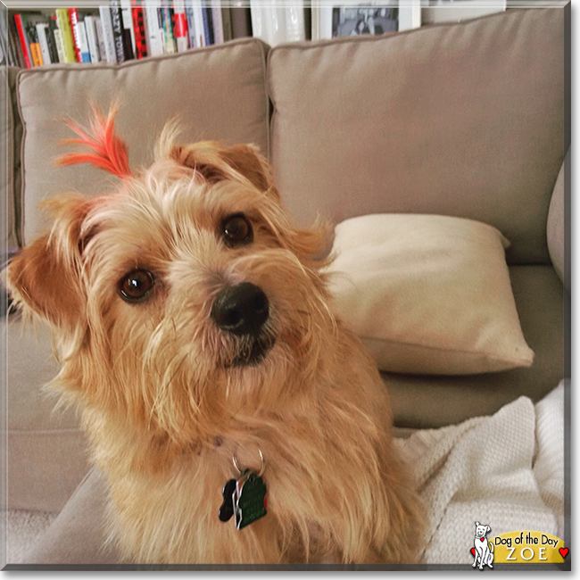 Zoe the Norfolk Terrier, the Dog of the Day
