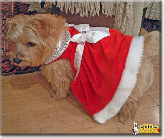 Zoe the Norfolk Terrier, the Dog of the Day