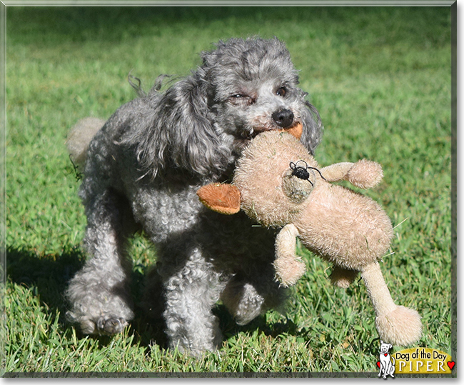 Piper the Toy Poodle, the Dog of the Day