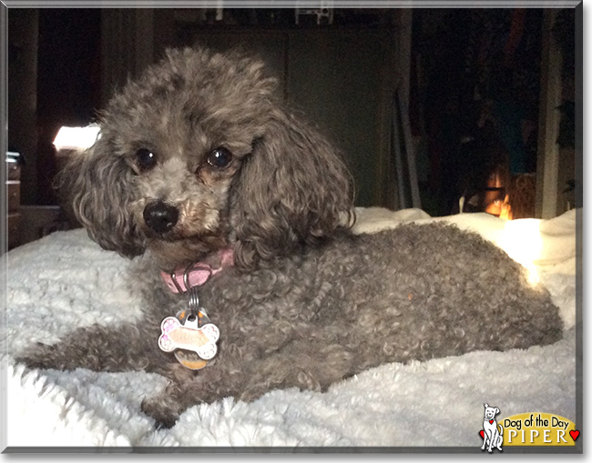 Piper the Toy Poodle, the Dog of the Day