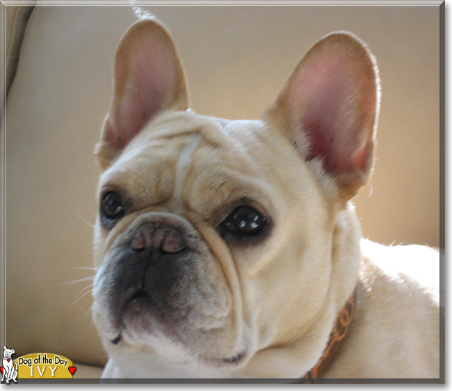 Ivy the French Bulldog, the Dog of the Day