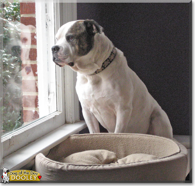 Dooley the American Bulldog, the Dog of the Day