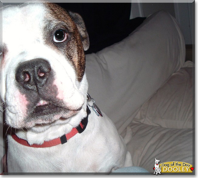 Dooley the American Bulldog, the Dog of the Day