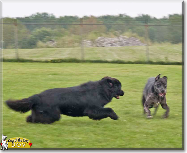 Dov the Newfoundland, the Dog of the Day