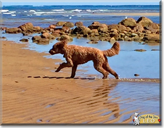 Leo the Golden Retreiver, Poodle, the Dog of the Day